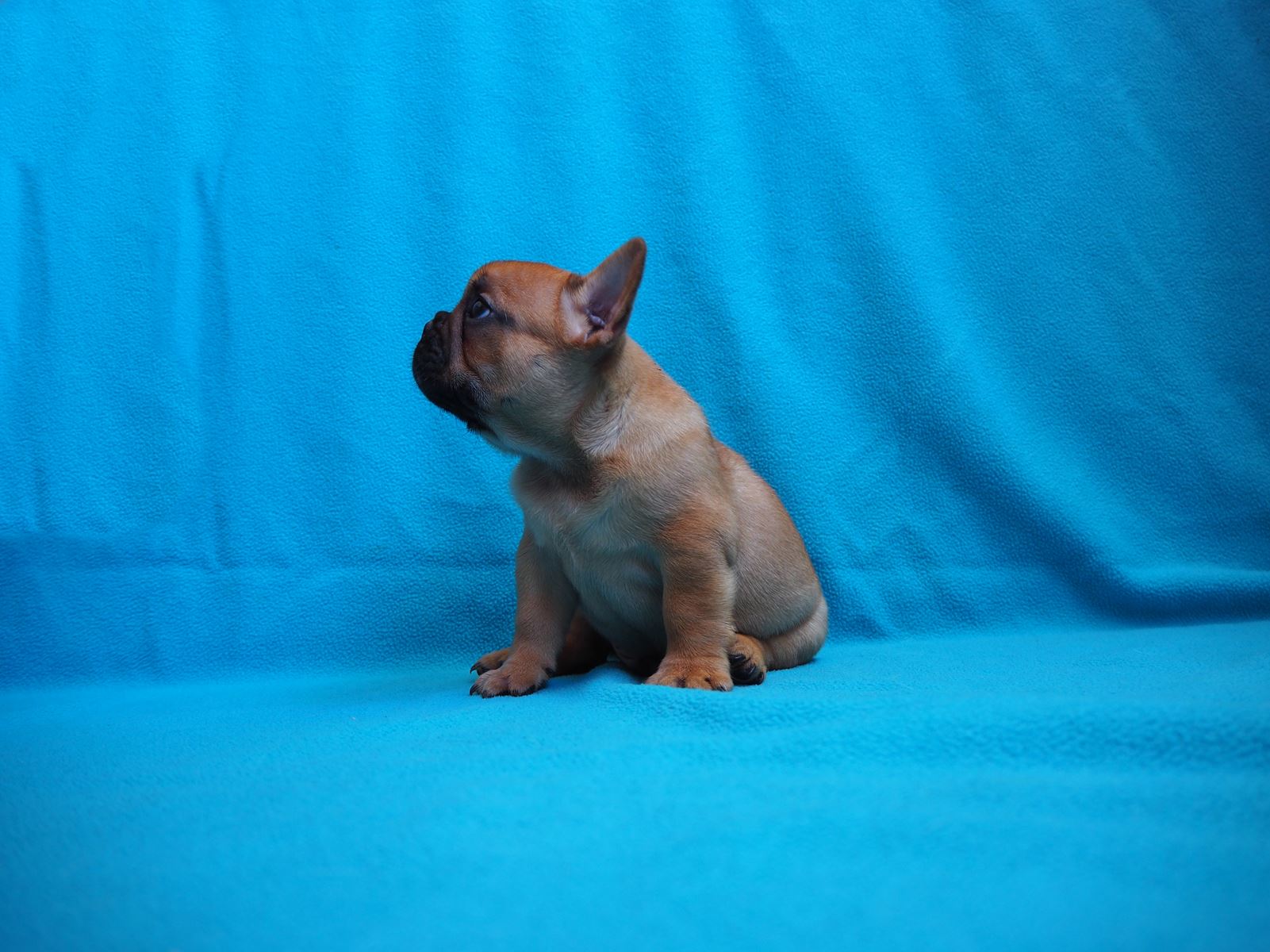 Elevage Bouledogue Francais Des Contes De Mirabeau Lorgues Var Paca 83