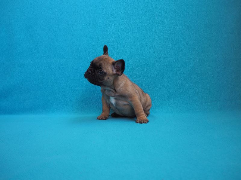 bouledogue fauve rouge