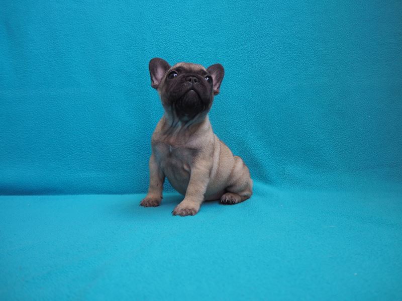 roxy la femelle bouledogue