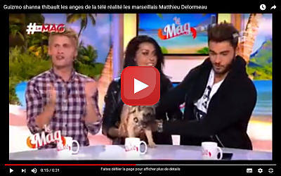 guizmo le bouledogue francais de shanna et thibault