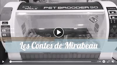 naissance et sevrage du chiot bulldog