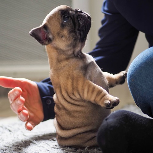 La socialisation des chiots