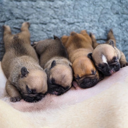 chiots a la tetee