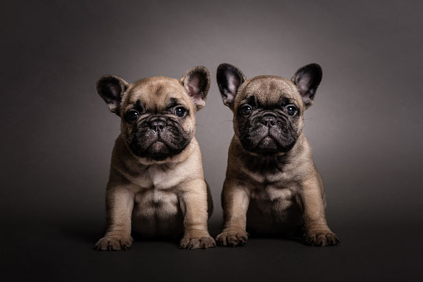 deux chiots bulldog