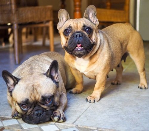 chiens en famille