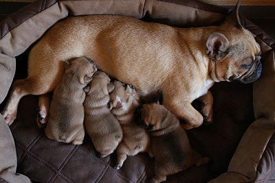 tétée des chiots
