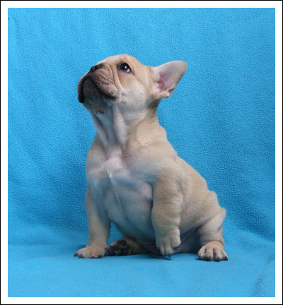 Les Contes De Mirabeau L Accueil Des Chiot Les Disponibilites Les Futures Portees De L Elevage