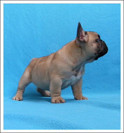 Les Contes De Mirabeau L Accueil Des Chiot Les Disponibilites Les Futures Portees De L Elevage