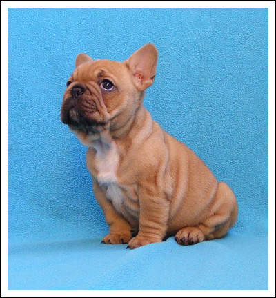 bouledogue francais fauve rouge