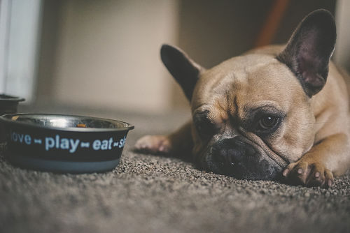 le chien et sa gamelle