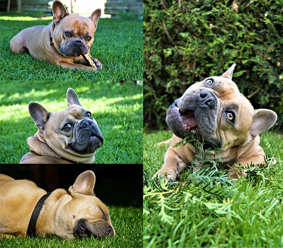 les bouledogues dehors dans l'herbe