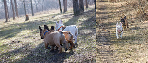 sortie du chiot en extèrieur