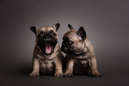portrait chiots bouledogue francais