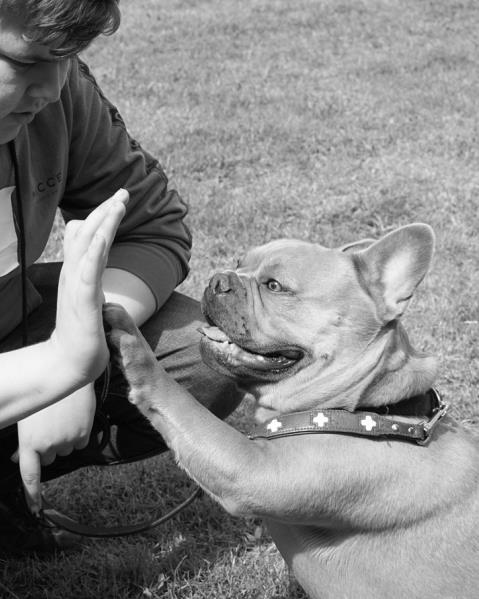 le bouledogue francais et les enfants