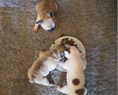 nourriture pour chiot bouledogue