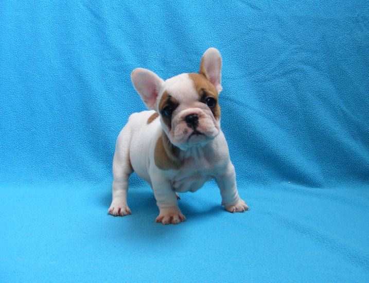 Elevage Bouledogue Francais Eleveur Des Contes De Mirabeau Var 83 Paca 06 13
