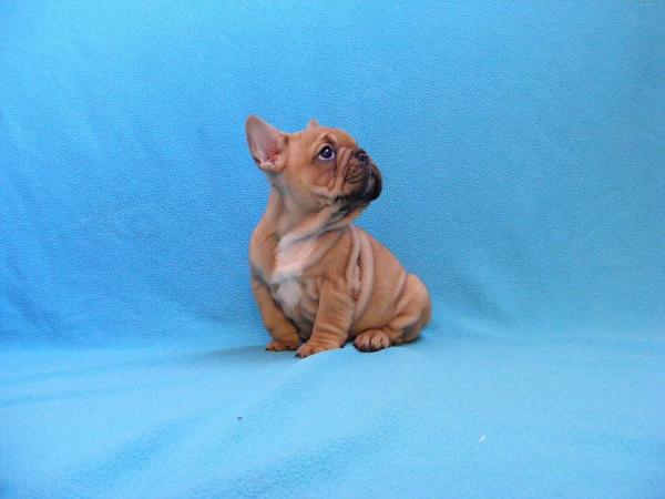 red french bulldog riviera