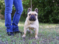Deimos des contes de mirabeau champion de france chiot-bouledogue-francais.com