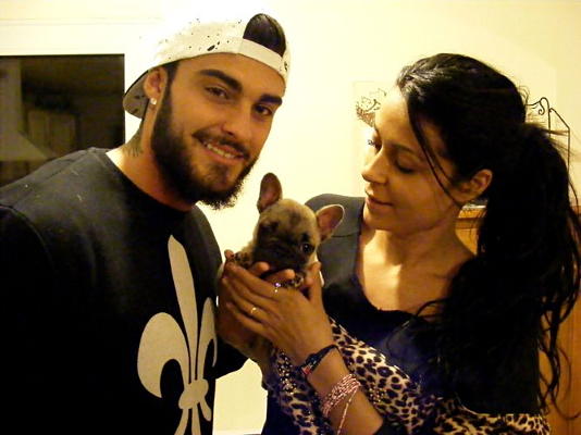 bouledogue fauve shanna thibault