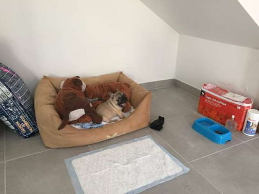 guizmo shanna thibault bouledogue à la maison
