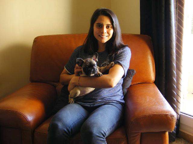 bouledogue francais chiot d'antoine