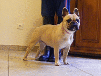 Lou anne des contes de mirabeau champion de france chiot-bouledogue-francais.com