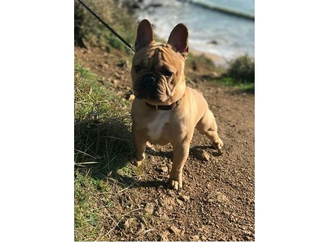 Luigi élevage bouledogue français fauve