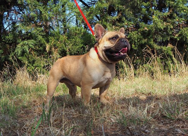 bouledogue francais fauve rouge