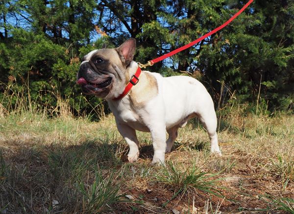 elevage bouledogue caille