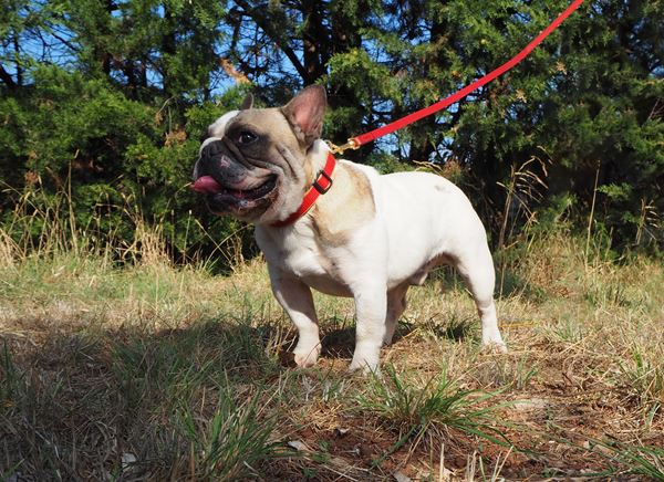 chiots bouledogue lof