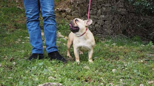 futurs chiots disponibles