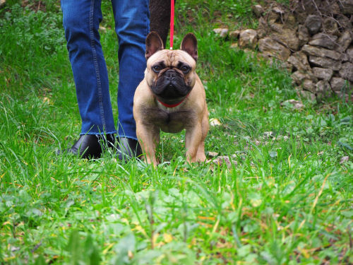 Bouledogue francais de face