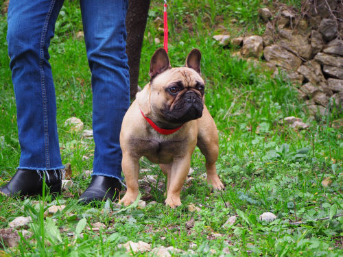 french bulldog