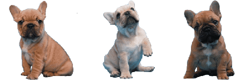 Elevage Bouledogue Francais Eleveur Des Contes De Mirabeau Var 83 Paca 06 13