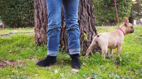bouledogue français marron