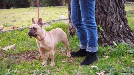 funny french bulldog