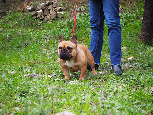 femelle bouledogue fauve rouge 