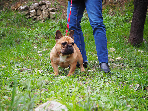 présentation de l'éleveur bouledogue fauve rouge 