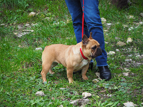 présentation de l'éleveur bouledogue fauve rouge
