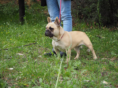 Les Contes De Mirabeau Des Femelles Bouledogue Francais Rigoureusement Selectionnees