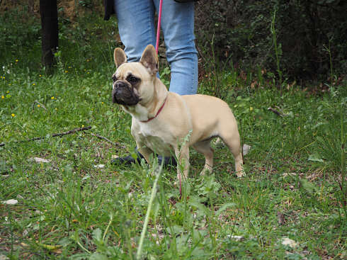 élevage bouledogue francais