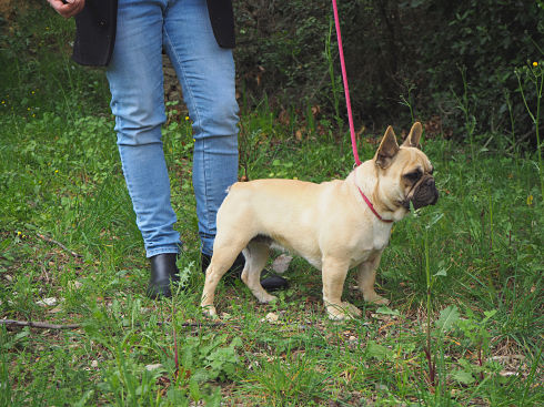 chienne bouledogue beige crême