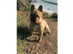 Nos bébés Bulldogs ont bien grandi: anniversaires de Guizmo et de ses frères et sœurs