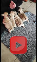 Notre élevage de bouledogue Français: chiots disponibles !