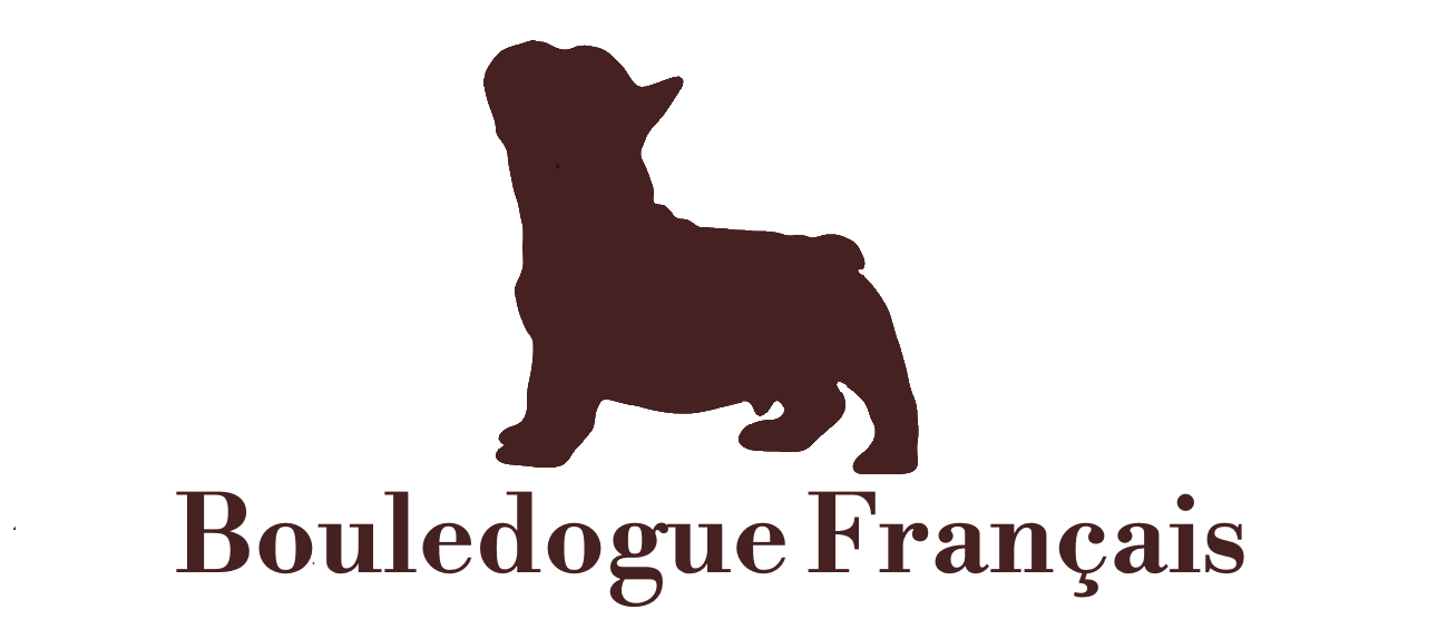 bouledogue francais couleur fauve élevé sur fond bleu à vendre
